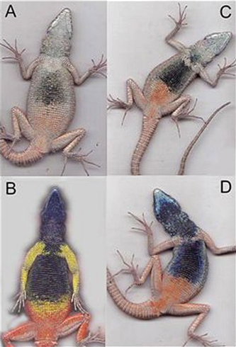 A, C, D: transzvesztita gyík elrejti színét, B: kifejlett hím