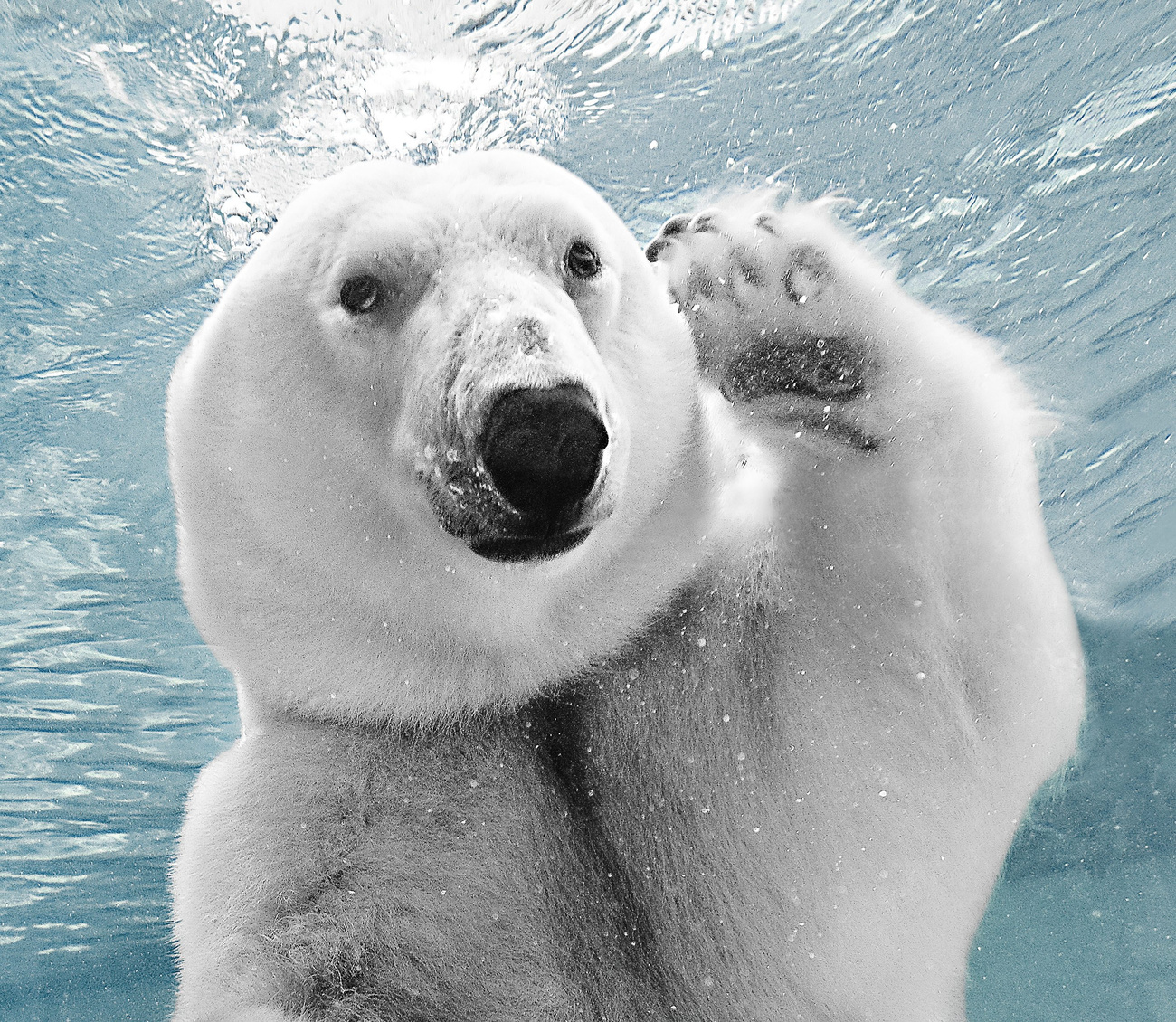 Fotogén jegesmedve ő, imádja a kamera!
