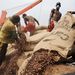 Elefántcsontparti munkások ürítenek ki kakaóbabos zsákokat