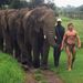 DeWet Du Toit, az önjelölt Tarzan elefántokkal
