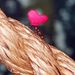 Rózsaszín szíveket cipelnek a bristoli állatkert levélvágó hangyái
