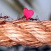 Rózsaszín szíveket cipelnek a bristoli állatkert levélvágó hangyái