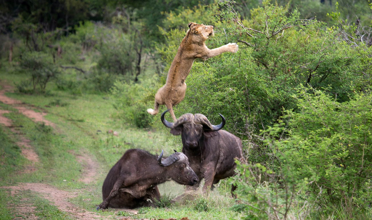 Az oroszlán megtanul repülni, mindenki sértetlenül távozik.