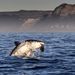 A nagy fehércápa egy védtelen, apró fókát kap el a dél-afrikai False Bay-ben – többek közt ilyen fotókat készít Chris McLennan természetfotós