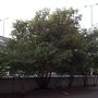 Távolról az látszik, hogy nagyon derekasan fákat telepítettek anno a Flórián téri betondzsungelbe.