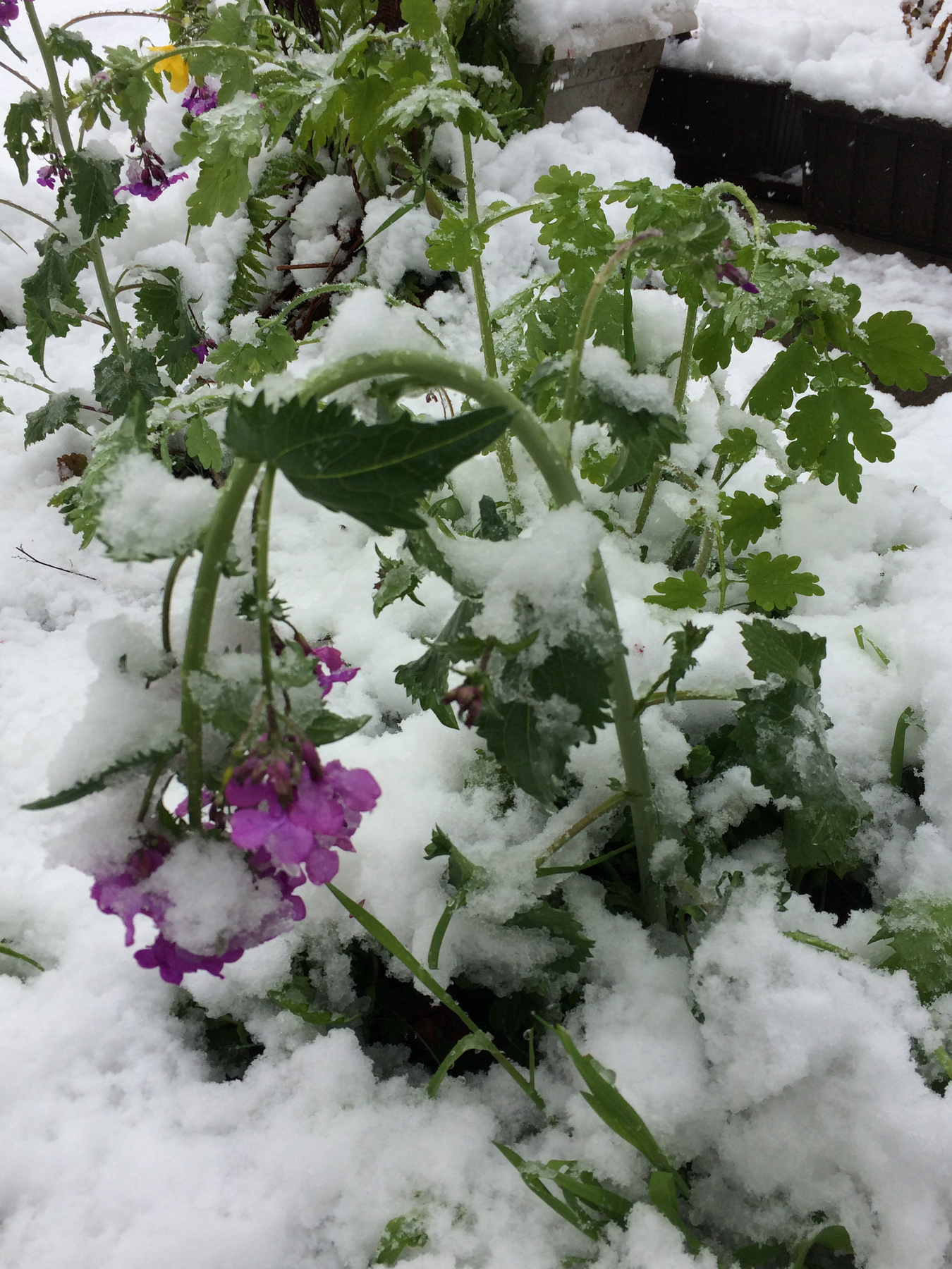 Az óbudai Testvérhegyről látható, ahogy a Hármashatár-hegyen havazik rendületlenül, olvasónk állítása szerint már reggel óta. 