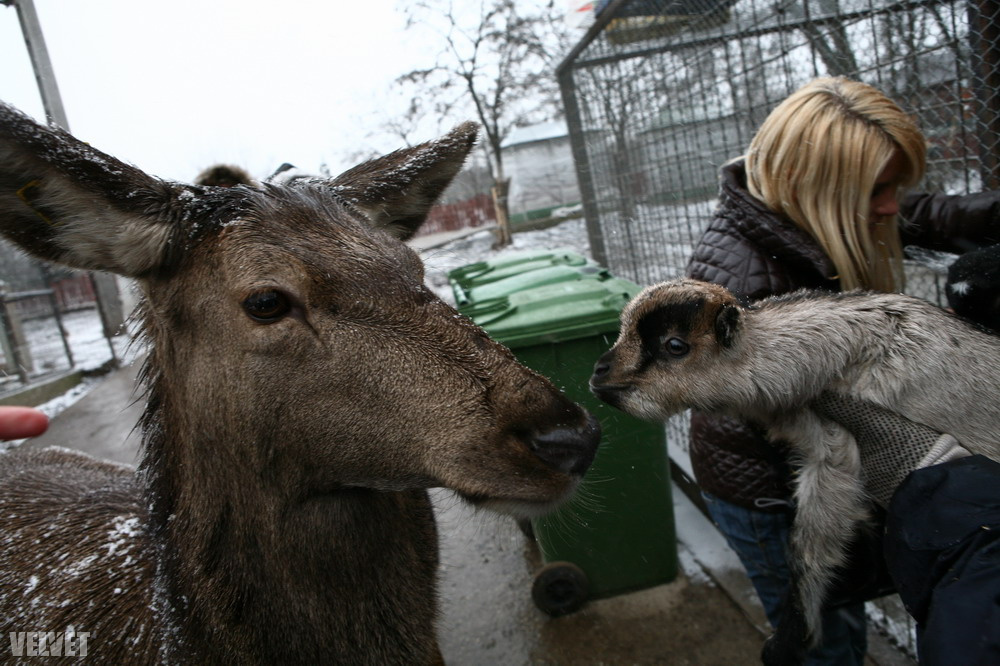 Az állatbarát celebek több száz kilogrammnyi ételt adományoztak
