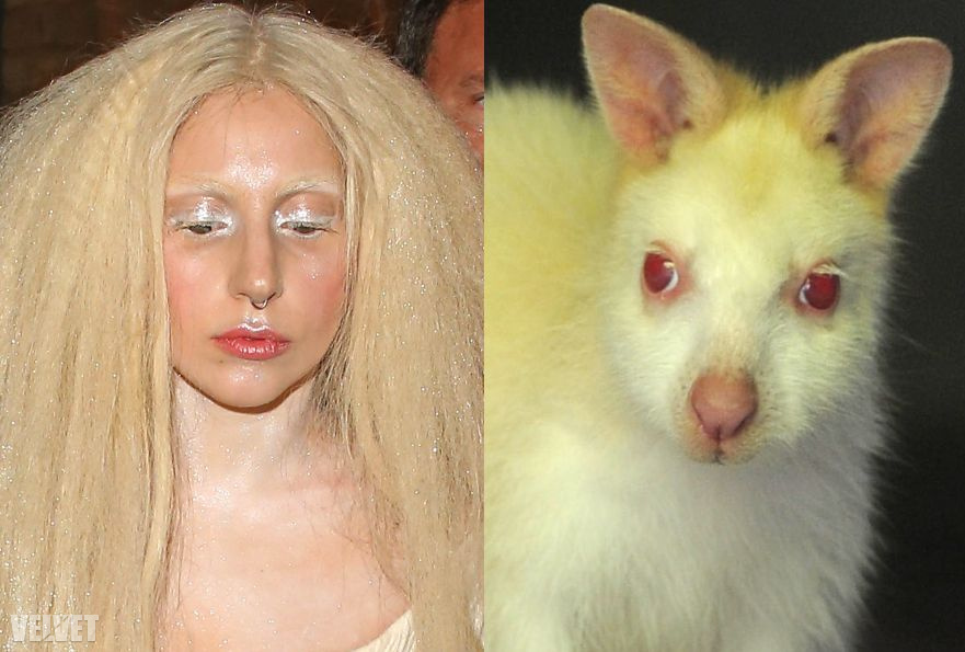 Gaga, és egy névtelen, albínó wallaby