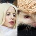 Gaga és Bobbie, az albínó sün