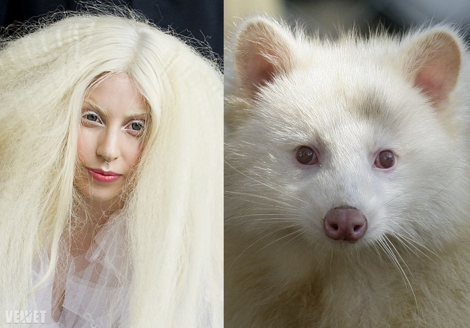 Gaga, és egy névtelen, albínó wallaby