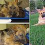 Ő Max, aki súlyosan elhanyagolt állapotban került az állatvédők gondozásába, szerencsétlen állat betegségeit felsorolni is nehéz lenne. Ám a gennyes bőr, a törött csontok, férgek és szemfertőzés már a múlté. Ilyen egy boldog, egészséges és gazdis kutya.