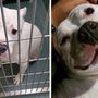 Pillow a pitbull egy daganattal a lábán sínylődött a menhelyen. Most egészséges, és a boldogság maga.