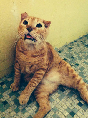 Scarface a macska annyira menő, hogy már saját Facebook oldala is van. Ez a kb. 10 éves kandúr élete első felét azzal töltötte, hogy minden szembejövő macskával hangosan verekedett, ezért is hívták ki rá a környékbeliek az állatvédőket. A fejét a lehetőségekhez rendbehozták, befogója pedig örökbe fogadta. 