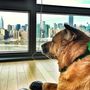 Akad kutya, amelyik menő New York-i penthouse-ban él. Kilátással az Empire State Buildingre.