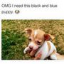 Úristen, akarom ezt a fekete-kék kutyát!