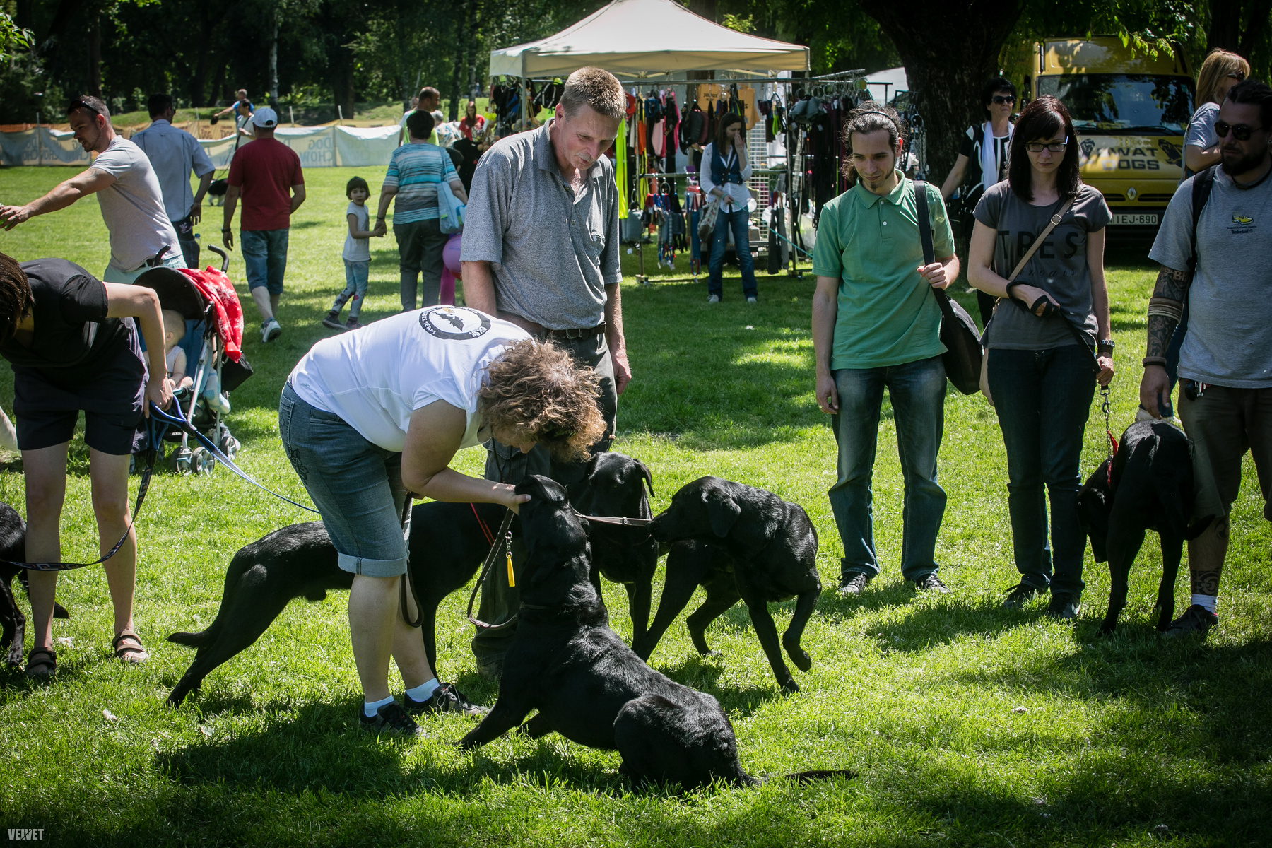 Dog Chow Kutyasport Majális (Budapest, 2015. május 30.)
