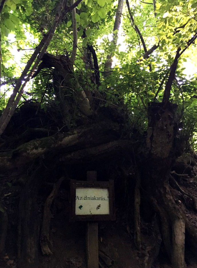 Élni akarás! -  ezt a táblát a korhadtnak tűnő, öreg fa kapta, miután új hajtása nőtt. 