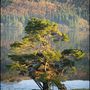 Ez a gyönyörű fa a Loch Goil partján áll, Skóciában.