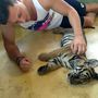 Thaiföldön voltak tigrist simogatni