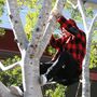 Justin Bieber felmászott egy fára Sydneyben