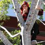 Justin Bieber felmászott egy fára Sydneyben