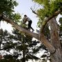 Denis Bazhenov felmászik egy fára, hogy felszerelhesse a felszerelését. Aztán...