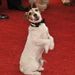 Cukiság: Uggie, a The Artist kutyája csokornyakkendőben
