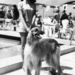1969: Elsa Baeza színésznő és kutyája, Bendzsó, a Cannes-i Filmfesztiválon